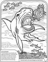 Coloring Pages Shark Kids Dover Publications Bull Colouring Sharks Dinosaur Doverpublications Sheet Info Sharknado Printable Book Adults Animal Sheets Adult sketch template