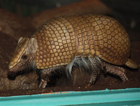 filesouthern  banded armadillo jpg wikimedia commons