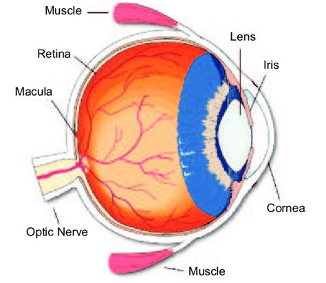 schematic diagram   human eye  scientific diagram