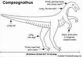 Compsognathus Starry Dinosaurus Fosil sketch template