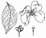 Cornus Blossom sketch template
