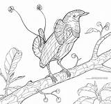 Birding Princeton sketch template