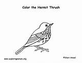 Thrush Hermit Coloring Exploringnature sketch template