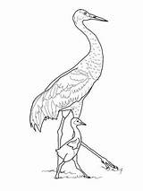 Crane Coloring Printable Pages Getcolorings Sandhill sketch template