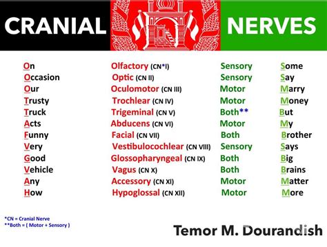 cranial nerve mnemonic