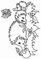 Egel Hedgehog Igel Ausmalbilder Egels Malvorlage Colorare Animale Dieren Colorat Ricci Landak Mewarnai Arici Malvorlagen Coloriages Herisson Erizo Boucle Puercoespin sketch template