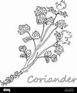 Coriander Herb Cilantro Isolated sketch template
