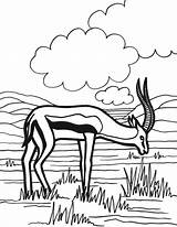Colorat Antilopa Antelope Antilope Desene Planse Salbatice Animale Pintarcolorir Coloriages sketch template