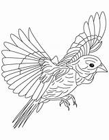 Flying Coloring Yellow Grosbeak Pages sketch template