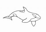 Coloring Pages Killer Orca Whale Coloriage Orque Animals Printable Clipart Colouring Imprimer Template Print Sea Whales Animal Kids Outline Dessin sketch template