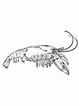 Coloring Crayfish Crawfish Drawing Shrimp Pages Eastern Color Getcolorings Getdrawings Printable sketch template