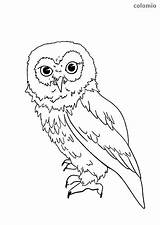 Owl Coloring Eared Short Owls Animals sketch template