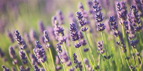 powerful ways   lavender   cold  flu season