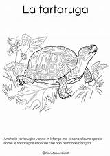 Letargo Animali Tartaruga Vanno Disegno Pianetabambini Tartarughe Sugli Gli Scuola Disegnare Formicaio sketch template