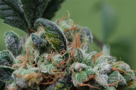 top 5 best selling strains on seedsman in may 2016