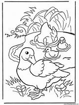 Patos Eenden Pato Kleurplaten Anatre Kaczki Ducks Vogels Colorear Canards Nukleuren Zwierzęta Resolución Haga Verlo Ptaki Pajaros Oiseaux Uccelli Ogłoszenie sketch template