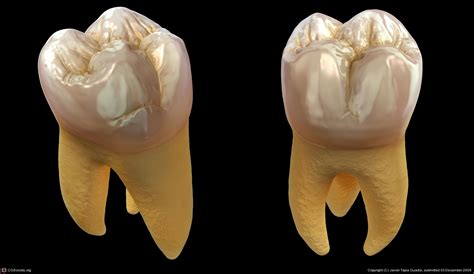 upper  molar anatomy