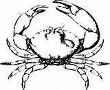 Crab Outline Clipartmag sketch template