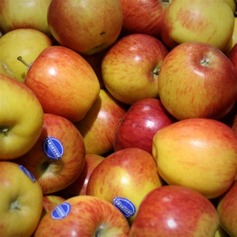 braeburn apples  essington farm