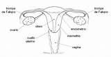 Reproductor Femenino Aparato Colorear Cuerpo Humano Donde sketch template