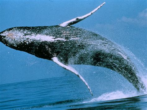 humpback whale   season sighting advantage vacation timeshare resales