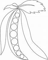 Peas Coloring Pages Pea Sweet Drawing Pod Flower Toddlers Top Kids Template Cartoon Garden Getdrawings sketch template