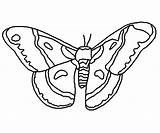 Moth Cecropia sketch template