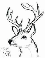 Deer Outline Head Drawing Paintingvalley Coloring sketch template