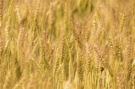 gandum bulir tanaman foto gratis  pixabay pixabay