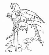 Parrot Coloring Pages Cute Color sketch template