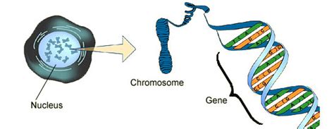 Bbc Gcse Bitesize Dna Genes And Chromosomes