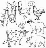 Farm Animals Coloring Orque Dessin Coloriage Pages Printable Bebe Kb Imprimer sketch template