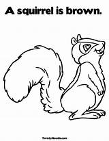 Coloring Squirrel Preschool Pages Library Clipart sketch template