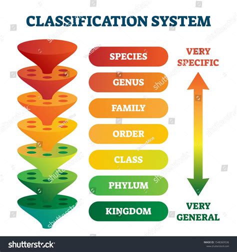 classification system vector illustration labeled taxonomic rank
