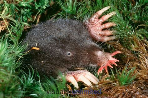 Star Nosed Mole I Know Today