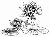 Lily Coloring Pages Flower Getcolorings sketch template