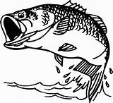 Bass Coloring Clipart Webstockreview Pages Fish Clip sketch template