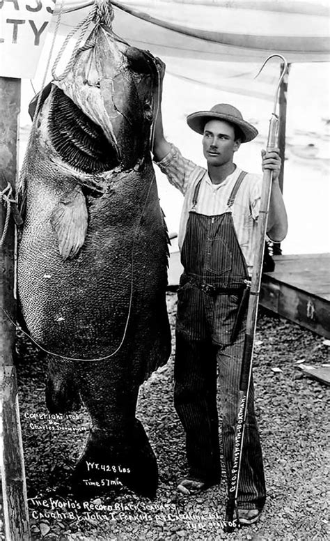 A Then World Record 428 Pound Giant Sea Bass Stereolepis Gigas