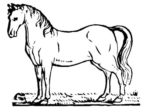 pin  horse coloring pages horse coloring pages  adults