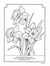 Daffodil Daffodils Narcissus Dibujos Dover Blogx Florales Getdrawings Narcisos Blaue sketch template