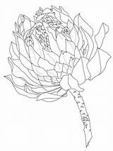 Protea Coloring Flower Pages Printable Drawing Supercoloring Template Colouring Outline Drawings Sketch Flowers Choose Board Crafts Categories Sketches 300px 92kb sketch template