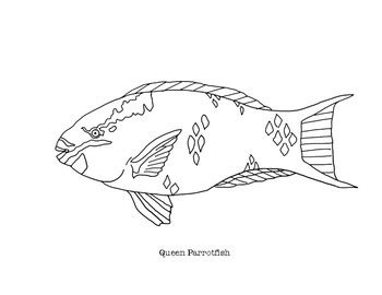 queen parrotfish coloring page coloring pages animal drawings