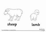 Sheep Colouring Lamb Pages sketch template