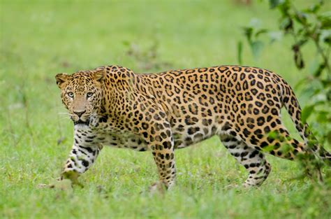 tigers   spotlight  poaching  leopards increasing