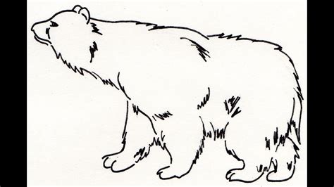 como dibujar  oso   draw  bear youtube