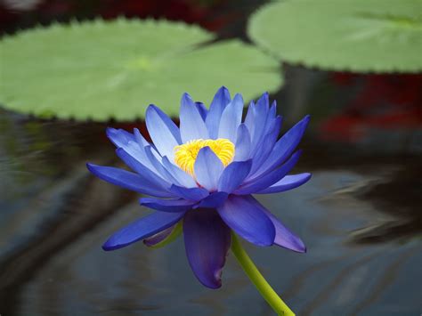 Flowers For Flower Lovers Water Lily Flowers Images