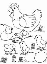 Coloring Pages Easter Chicken Baby Colouring Chicks Hen Farm Chickens Animal Kids Babies Clip Books sketch template