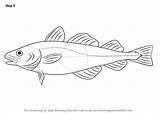 Cod Atlantic Draw Drawing Step Fishes Tutorials Drawingtutorials101 Animals sketch template