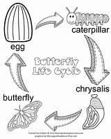 Monarch Metamorphosis Preschool Lifecycle Displaying Chrysalis sketch template