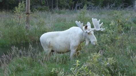 a rare and elusive white moose has finally been captured on video jewish news israel news